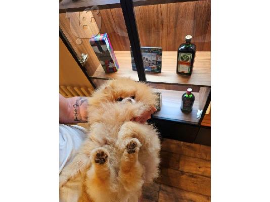 Τέλειο θηλυκό Pomeranian